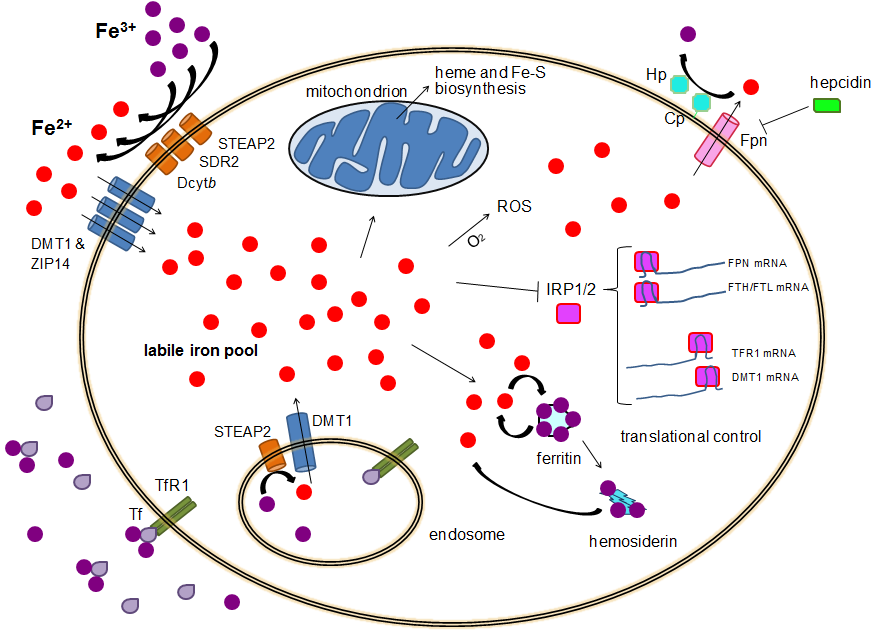 Cellular_iron_homeostasis Diagram of human cellular iron homeostasis showing hepcidin regulation of ferroportin, transferrin uptake, ferritin storage, and iron export.