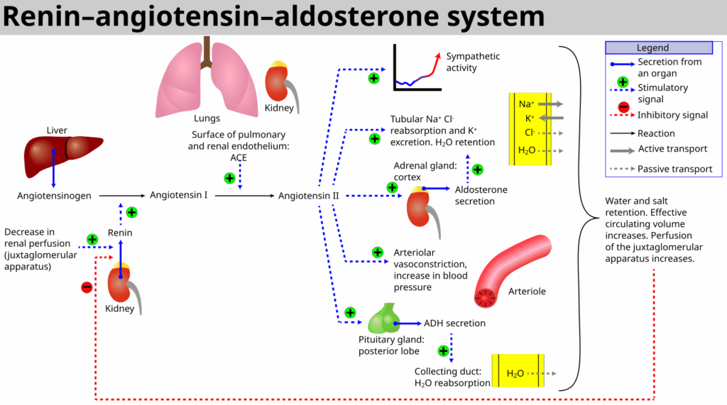 Renin-angiotensin-aldosterone_system.svg Diagram of the renin‑angiotensin‑aldosterone system showing aldosterone’s actions in the distal nephron.